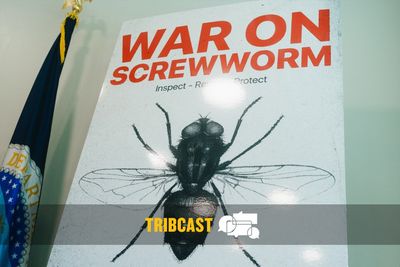 TribCast: How big of a threat is screwworm?