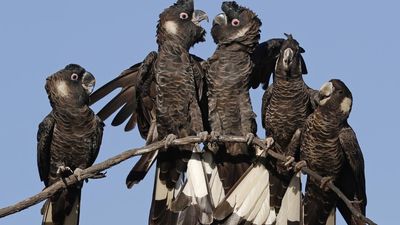 Hopes native tree project will save endangered cockatoo