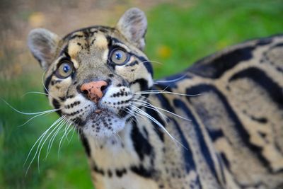 Nashville Zoo pushes back on 1.6-acre data center build near animal habitats — Zoo says it planned to use lot for education and conservation center