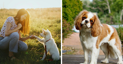 Quietest Dog Breeds Exposed By Experts, Perfect For Peaceful Homes