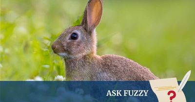 Ask Fuzzy: What were the acclimatisation societies?