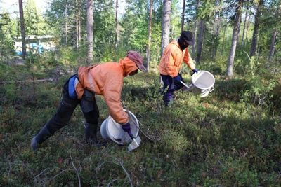 Finnish businessman convicted of trafficking Thai berry pickers