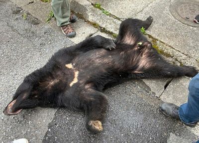 100-kg bear caught after 4 days of sightings in city north of Tokyo