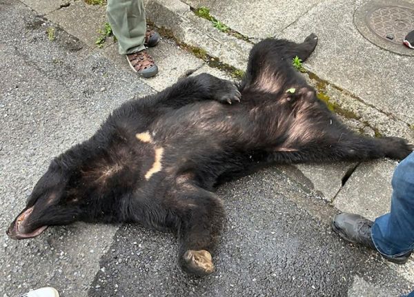 100-kg bear caught after 4 days of sightings in city north of Tokyo