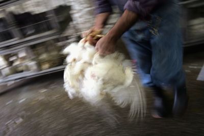 H5N1 Bird Flu Confirmed in Poultry Across 12 States — Dallas's Egg and Poultry Supply Chain Faces Disruption and Food Price Pressure as Summer Heats Up