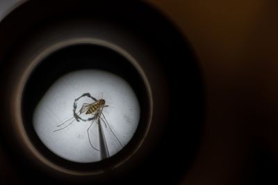 West Nile Virus Detected Months Early in San Antonio and Dallas Metro as Mosquito Season Heats Up