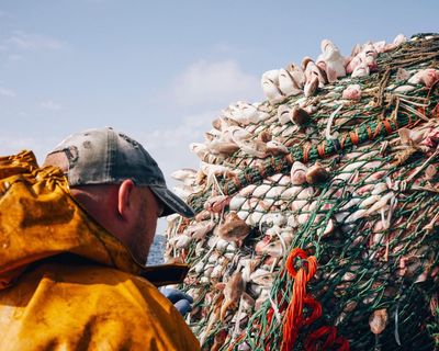 Bycatch has ‘shocking’ toll on British marine life, first-ever analysis reveals