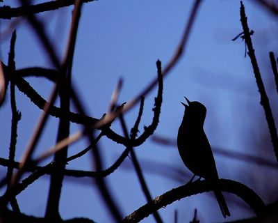 Country diary: A late-night nightingale serenade