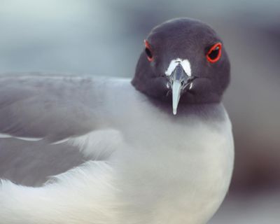 Birdwatch: Going to the Galápagos for the gulls