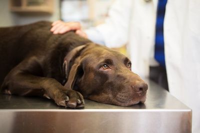 The TikTok ‘hacks’ and home treatments putting dogs’ lives at risk