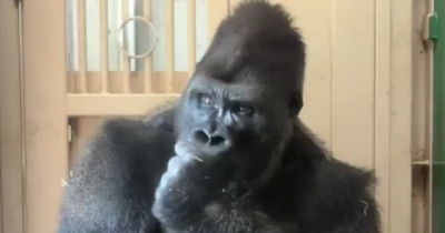 Japan Gorilla Kiyomasa Goes Viral for Human-Like 'Thinking Pose' After Dramatic Spat With Mate