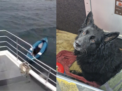 Frightened dog alone in dark North Sea: Watch how this German Shepherd was rescued from one of the world's most dangerous seas