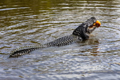 Who Is Victor Rivas? Louisiana Man Bitten by Gator After Dramatic Swamp Escape from Police