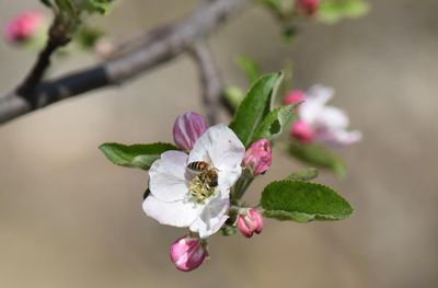 Pollinators in peril: scientists reveal the hidden human health costs of the world’s disappearing bees