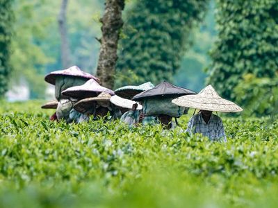 Assam govt launches free transport facility for school students in tea garden areas