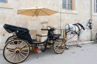 Carriage Horse Dies in Central Park, Triggering Fresh Calls for Mamdani to Ban Horse-Drawn Rides