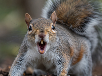 Ancient squirrels ate meat like 'zombies,' and the proof is in the poop