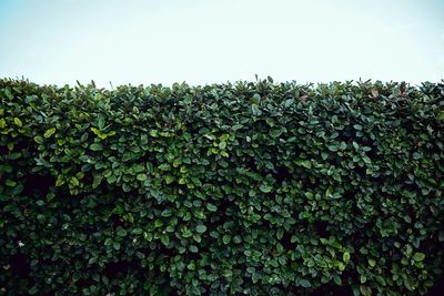 7 Backyard Upgrades That Can Make Your Home Feel More Private