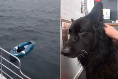 Dog miraculously rescued from kayak adrift in North Sea