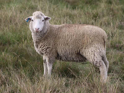 Climate change is putting South Africa’s sheep farmers under strain, and how they’re adapting
