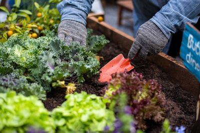 Why Grocery Inflation Is Sending Americans Back to Gardening Again
