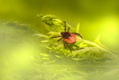 8 Plants That Can Help Keep Ticks Away From Your Yard