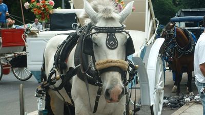 ‘A disgrace that this is still happening’: New Yorkers ‘traumatized’ as Central Park carriage horse collapses and dies, calls for ban intensify