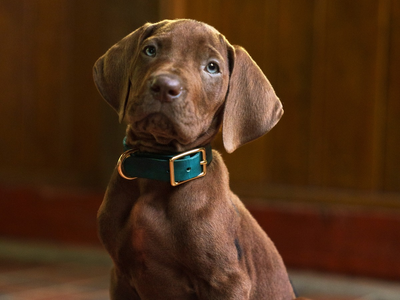 Netflix unveils cast for live-action Scooby-Doo series, introduces real Great Dane as Scooby for first time