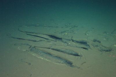 Deepest and most extensive whale graveyard brimming with life discovered in Indian Ocean