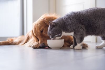 Another pet food product recalled in 20 states over thiamine issue