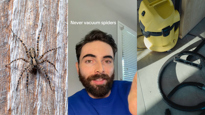 Grandmother Vacuumed a Spider. After One Trip, She Noticed the ‘Lint is Moving’