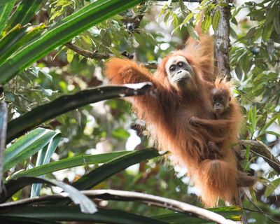 Four days of extreme rain in Indonesia killed 7% of world’s rarest great apes, study finds