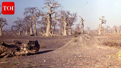 Senegal’s billion-tree climate project sold ‘ghost carbon’: Scientists say much of it never existed