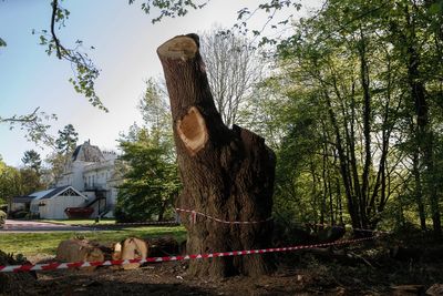 Toby Carvery and council end legal dispute over felling of ancient oak in north London park