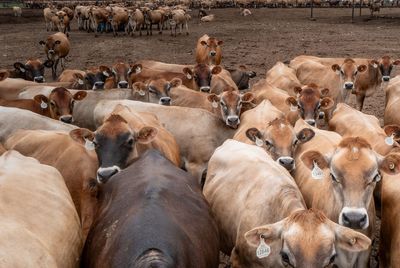 USDA reverses course to allow pet dogs to travel from US to Mexico as it tries to slow screwworm spread
