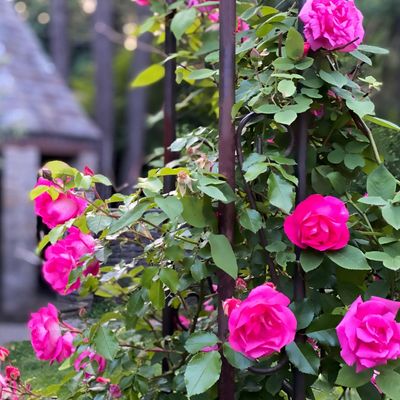 The secret ingredient to help your roses thrive this summer is going to waste in your kitchen – this is how to use this free trick for bigger, better blooms