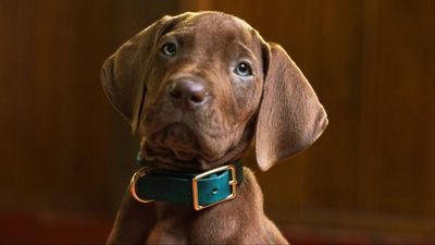 Netflix's Scooby-Doo: Origins just introduced its canine star — but the live-action series is already dividing fans