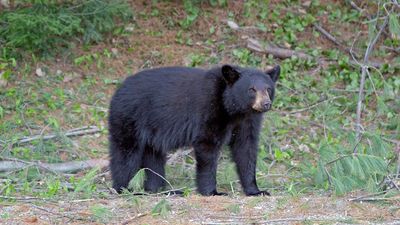 70-pound black bear goes after a California couple’s dogs. Then the couple grabbed a water bottle and a hatchet handle