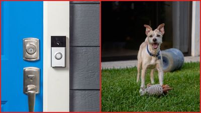 Texas woman says her Ring camera caught an Amazon driver leading her dog out of the yard and handing it to a stranger nearby