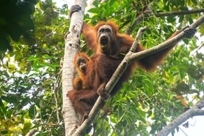 Climate change-fuelled storm 'decimated world's rarest great apes'