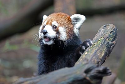Nashville Zoo leads fight against mega AI data center — over 375,000 sign petition against 69,000 square foot building set to overlook animal habitats