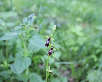 Country diary: A tiny orchid with mighty powers of deception