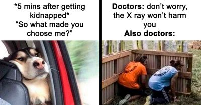 78 Funny Memes That Are Always More Worthy Of Your Time Than The Depressing News