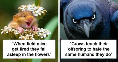 63 Interesting And Cool Animal Facts You Don’t Actually Need But Will Never Regret Learning
