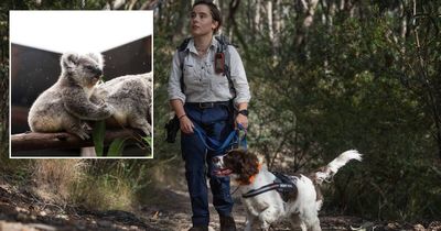 Sweet finding: survey's shock Mount Sugarloaf koala population discovery