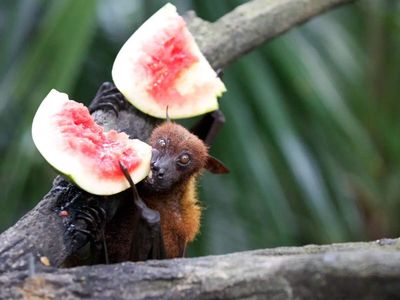 Kerala reports fresh Nipah Virus case: Check symptoms, ways to prevent and other key details