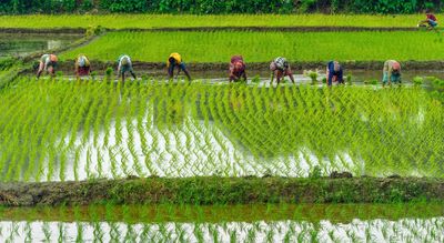 South Asia can generate millions of jobs through agriculture sector: World Bank Group