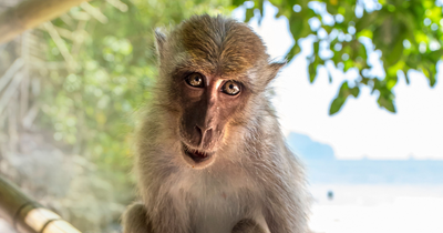 Neighbours Say They Saw It Coming: The Disturbing History of the Pet Monkey That Killed a 7-Year-Old Boy