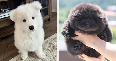 This Page Shares A New Puppy Every Day, And Here Are 40 Of The Cutest Ones Yet