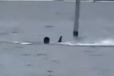 Man attacked by shark while swimming during lunch break at Florida naval base